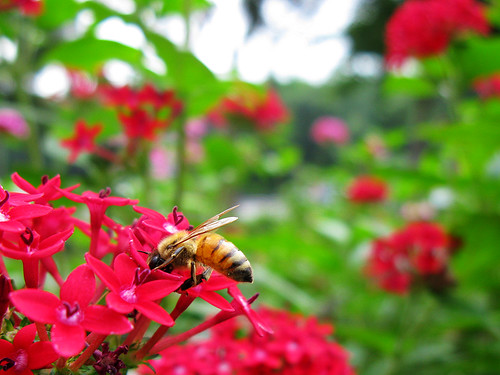大安區公所辦自然人憑證 花 蜜蜂 天空