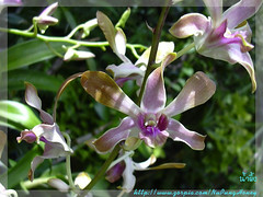 Orchid ([E] --) Tags: flowers plant orchid flower tree garden    