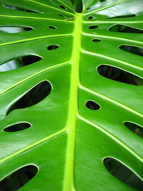 Giant leaf