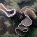 Hedgehog coral Echinopora