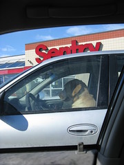 Dog behind the wheel at Sentry
