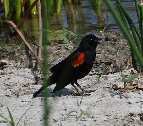 Red-winged blackbird, Agelaius phoeniceus