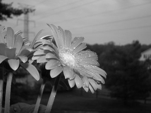 black and white flower with full flash