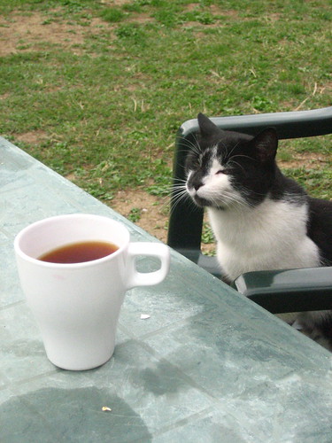 Kitty with a cuppa