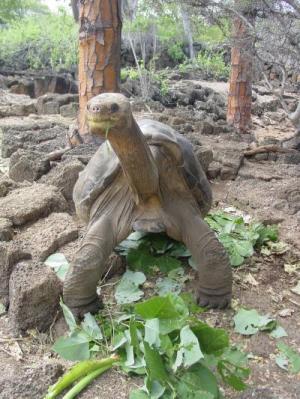 Lonesome George at the Charles Darwin Research Station
