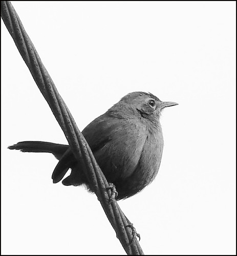 Female robin