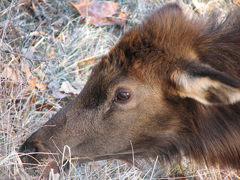 sub-adult elk eye close up