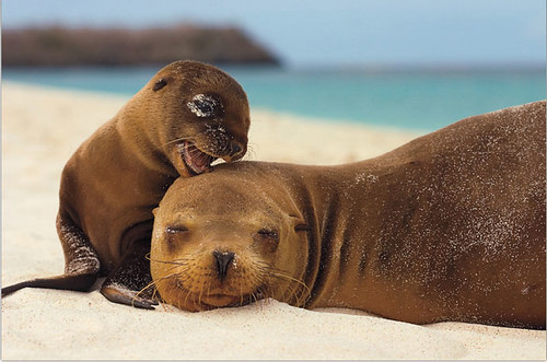 Seal Mother and Pup.jpg
