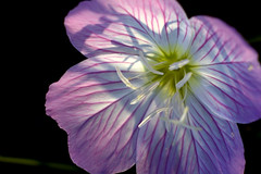 Wildflowers 2 - Primrose Backlit