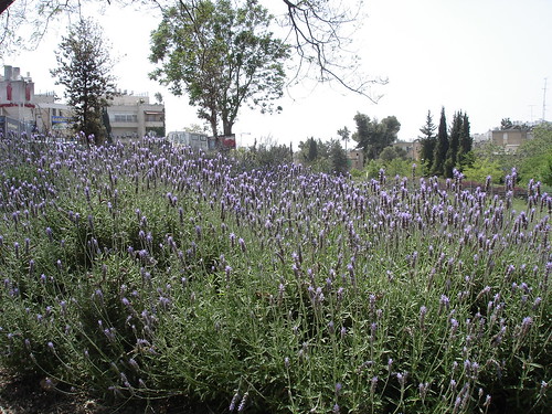 lavender_blossoms