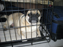 caged pug