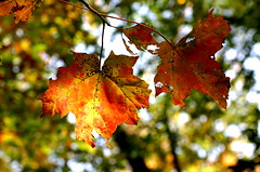 Fall Walk at Milton
