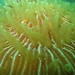 Tentacles of a mushroom coral