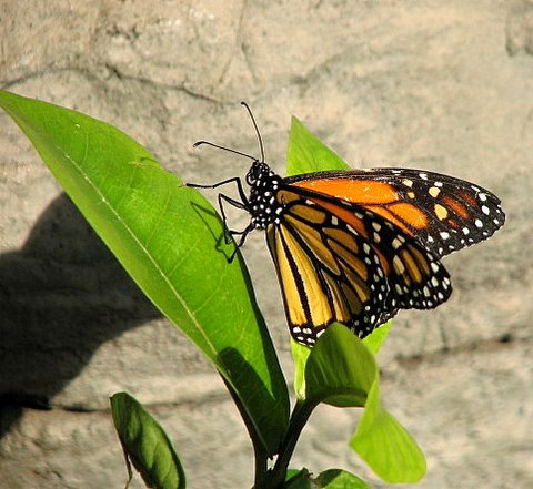 common monarch I think