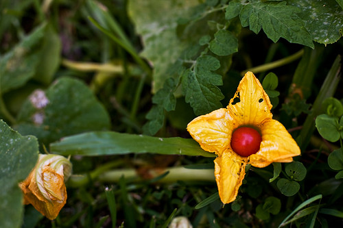 Strange Pumpkin Flower, 48/366