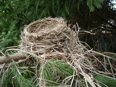 mystery nest