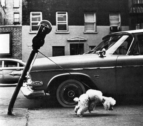 dog_and_parking_meter