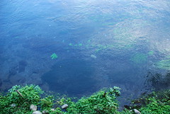 柿田川の透明度：川底が見えます！