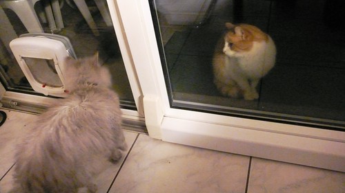 Fluffy looks at the new cat in the neighbourhood with suspicion