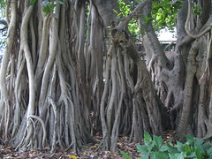 Banyan tree IMG_9189