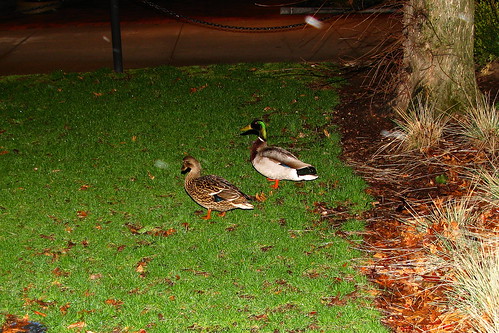 Walking Ducks at midnight