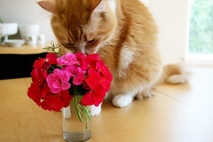 Cat Sniffing Flowers