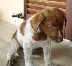 cucciolo-roma urgente