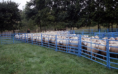 Sheep in handling system