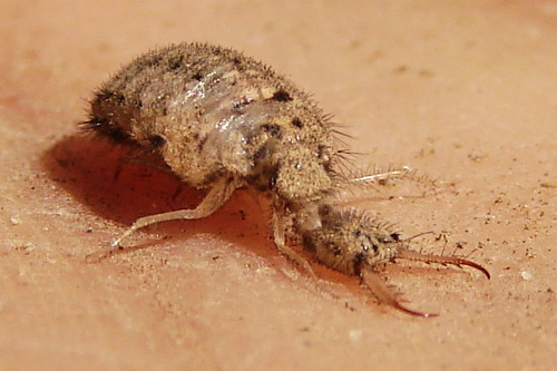 Antlion Larva