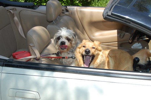 Dogs in a convertible.