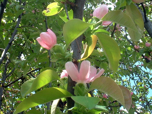 花梨の花　