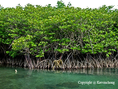Redang-Mangroves