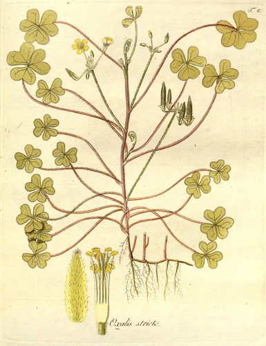 Oxalis Monographia - Nicolao Josepho Jacquin 1794 - Missouri Botanical Gardens