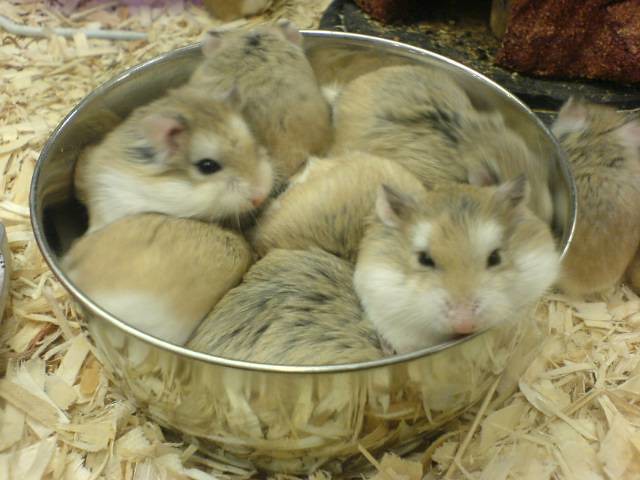 Hamsters at Petsmart. Pick me! Pick Me!