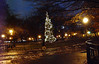 Holiday card candidate #1. Tompkins Square Park tree. Sunday, December 16, 2007.