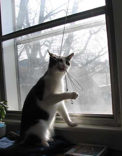 Elwood eating the cord for the window blind