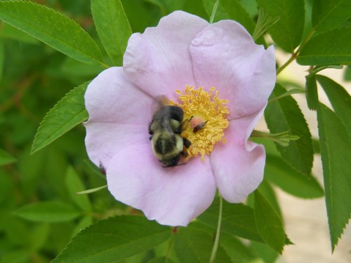 Swamp rose and bumble bee
