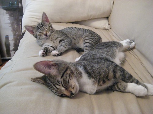 kitties sleep
