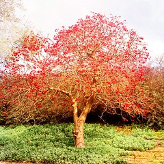 עץ תלאביבי אדום