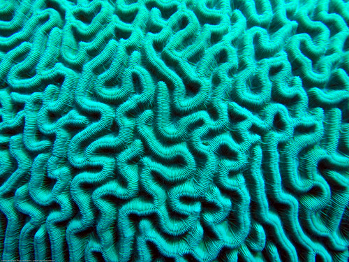 Bonaire Diving 2007 - Brain Coral