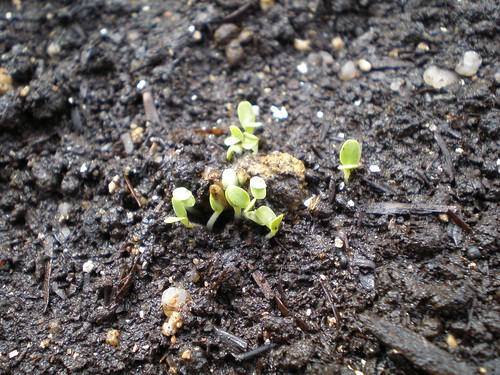 Little Gem Lettuce Seedlings