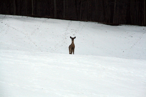 Deer in Back Field