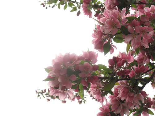 Cherry Blossoms B'Klyn