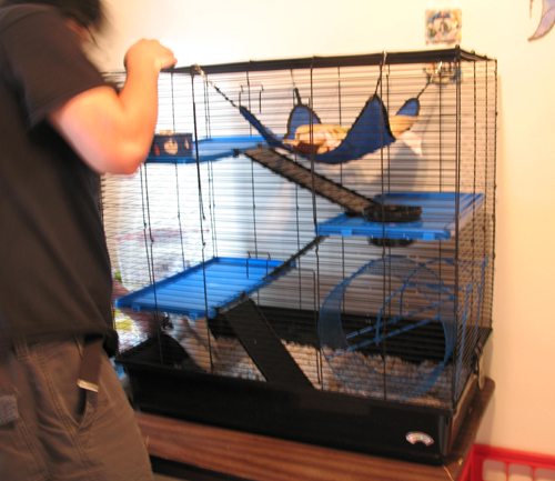 Ed finishing setting up the new cage!