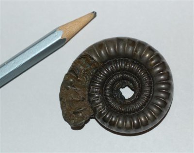 Charmouth ammonite (small)