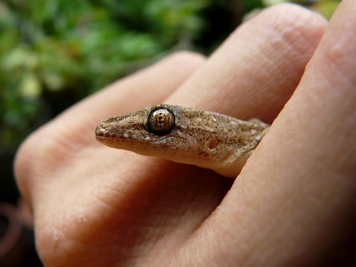 Common House Gecko (Hemidactylus frenatus) - 疣尾蝎虎