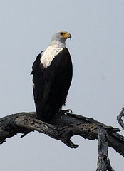 African Fish Eagle, South Luangwa