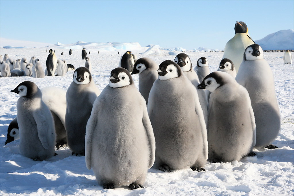 Антарктида. Antarctica, november 2007