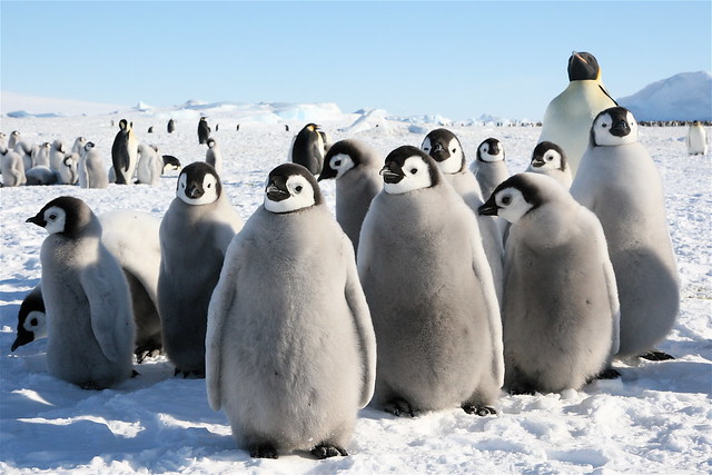 Antarctica, november 2007