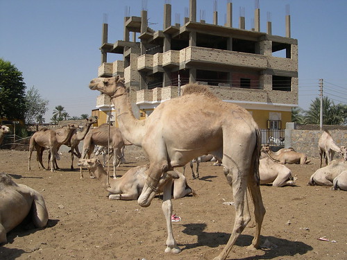 Hobbled Camels ©  upyernoz